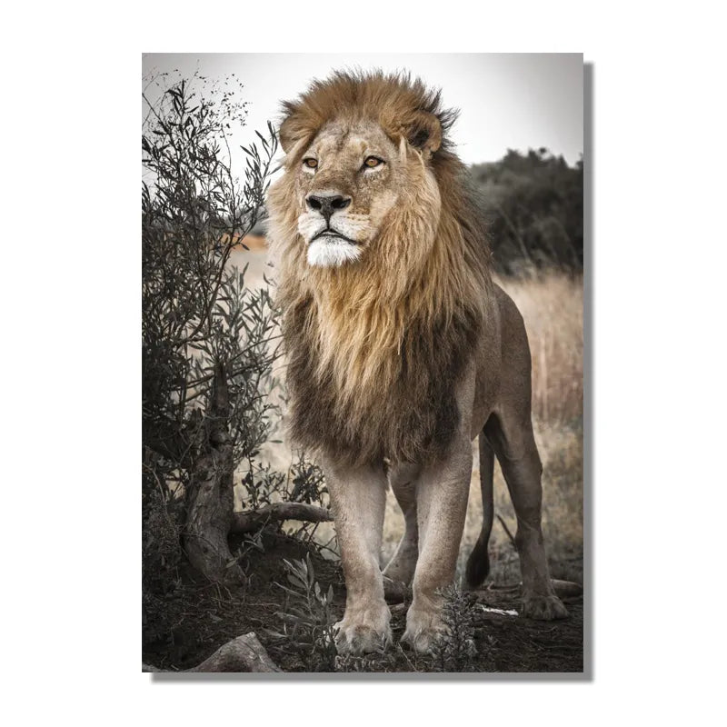 CORX Designs - King of the Savanna Lion Canvas Art - Review
