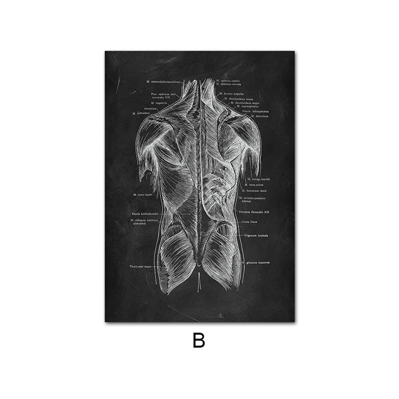 CORX Designs - Human Anatomy Black Canvas Art - Review