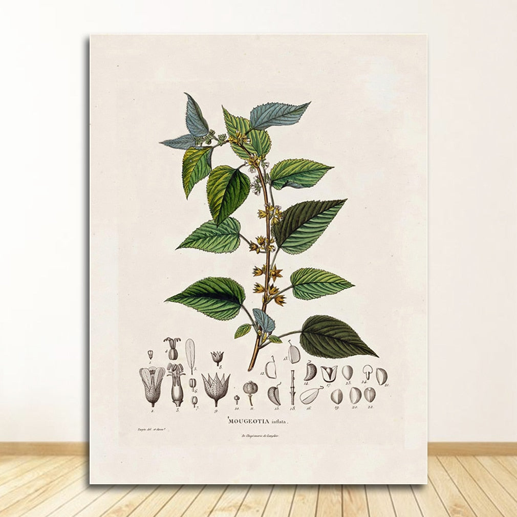 CORX Designs - Botanical Studies Wall Art Canvas - Review