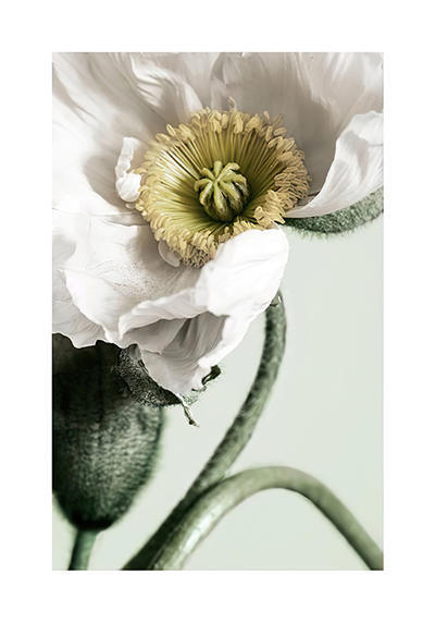 CORX Designs - Fresh Pink Flower Canvas Art - Review