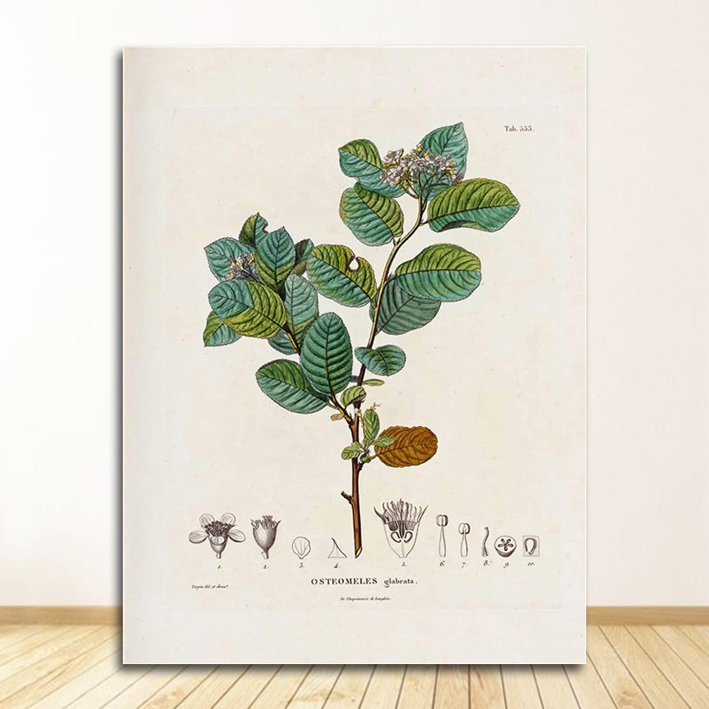 CORX Designs - Botanical Studies Wall Art Canvas - Review