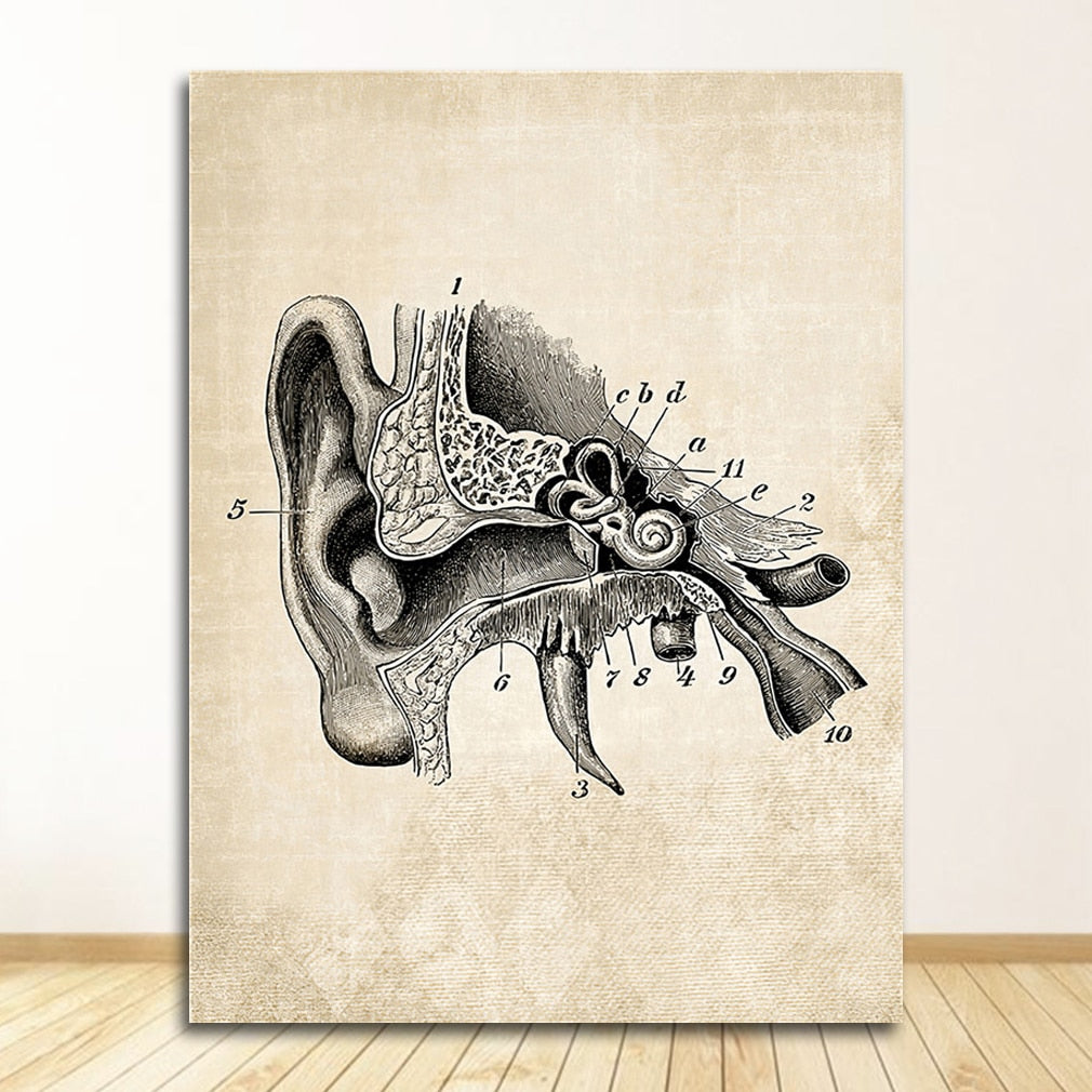 CORX Designs - Vintage Anatomy Canvas Art - Review