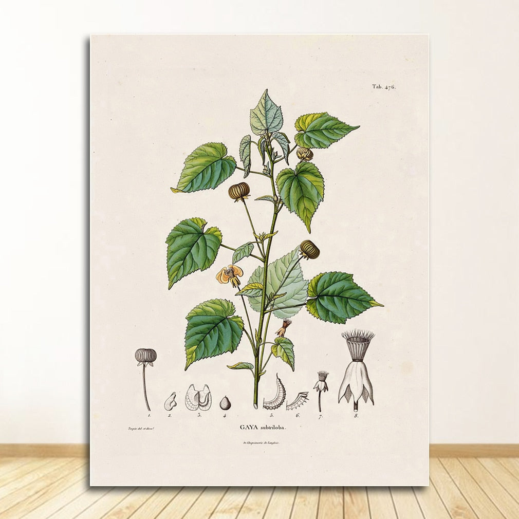 CORX Designs - Botanical Studies Wall Art Canvas - Review