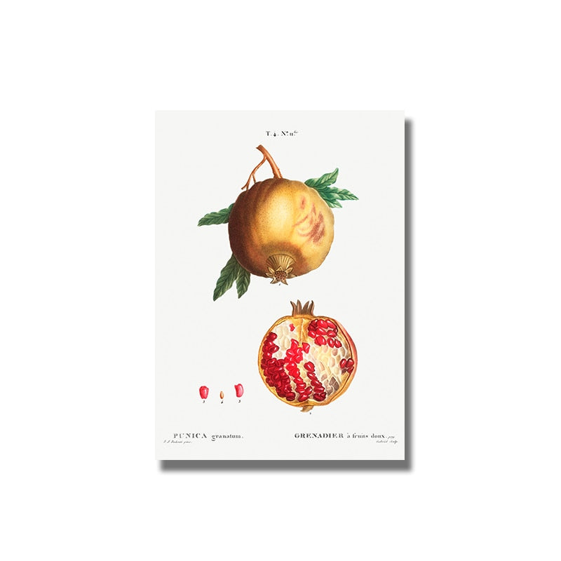 CORX Designs - Fruit Pomegranate Cherry Grape Pear Canvas Art - Review