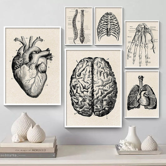 CORX Designs - Vintage Human Anatomy Canvas Art - Review