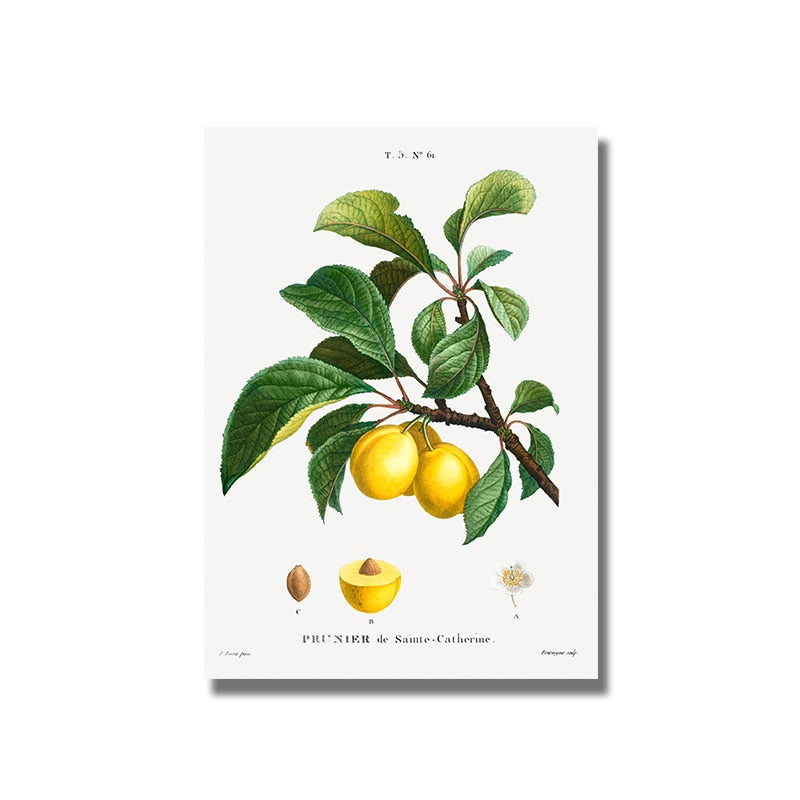 CORX Designs - Fruit Pomegranate Cherry Grape Pear Canvas Art - Review