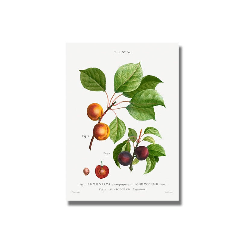 CORX Designs - Fruit Pomegranate Cherry Grape Pear Canvas Art - Review