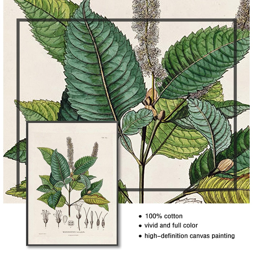 CORX Designs - Botanical Studies Wall Art Canvas - Review