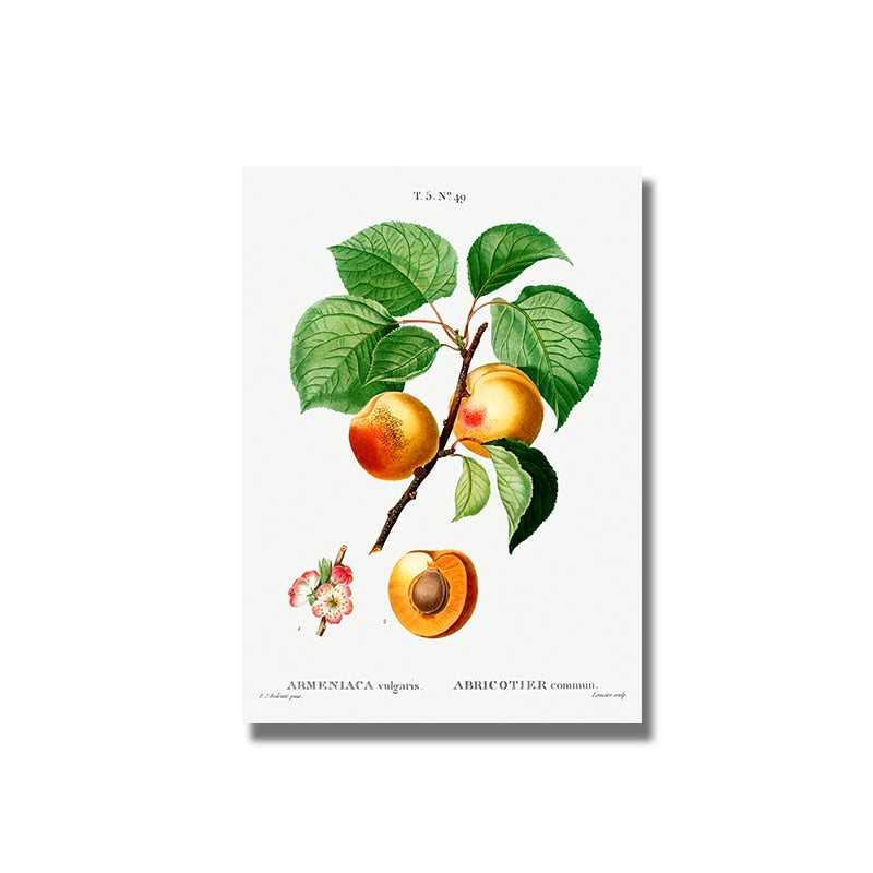 CORX Designs - Fruit Pomegranate Cherry Grape Pear Canvas Art - Review