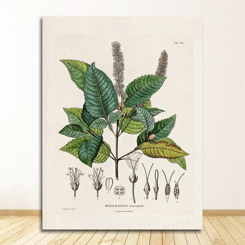 CORX Designs - Botanical Studies Wall Art Canvas - Review