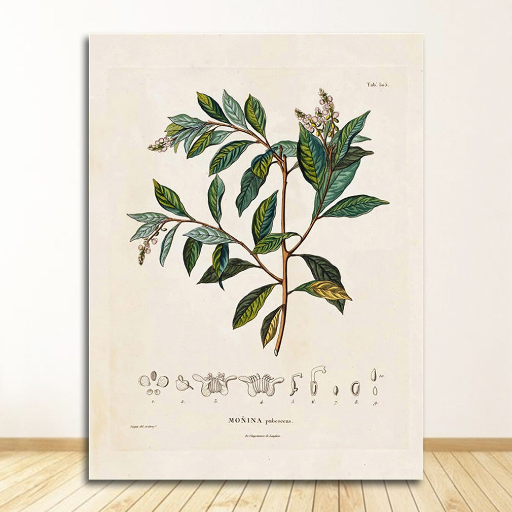 CORX Designs - Botanical Studies Wall Art Canvas - Review