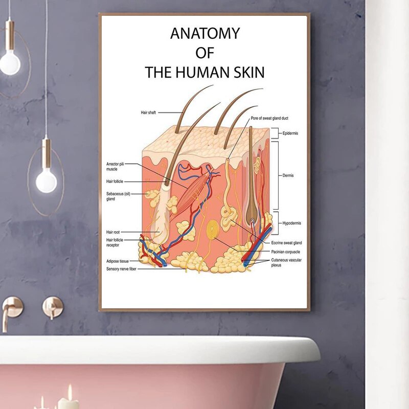 CORX Designs - The Human Skin Anatomy Medical Canvas Art - Review