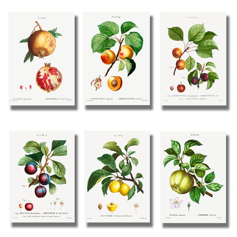 CORX Designs - Fruit Pomegranate Cherry Grape Pear Canvas Art - Review