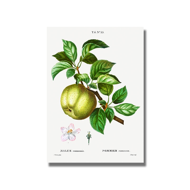 CORX Designs - Fruit Pomegranate Cherry Grape Pear Canvas Art - Review