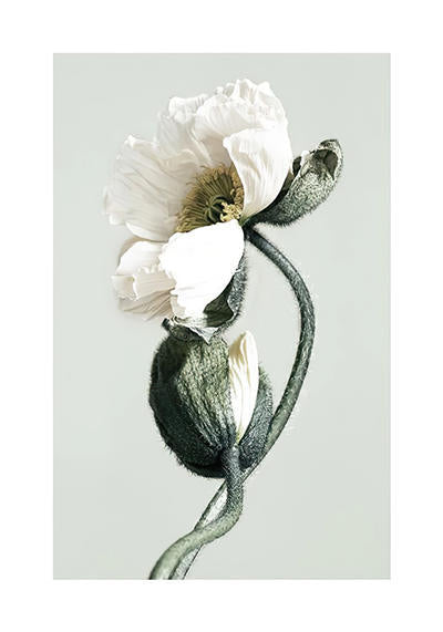 CORX Designs - Fresh Pink Flower Canvas Art - Review