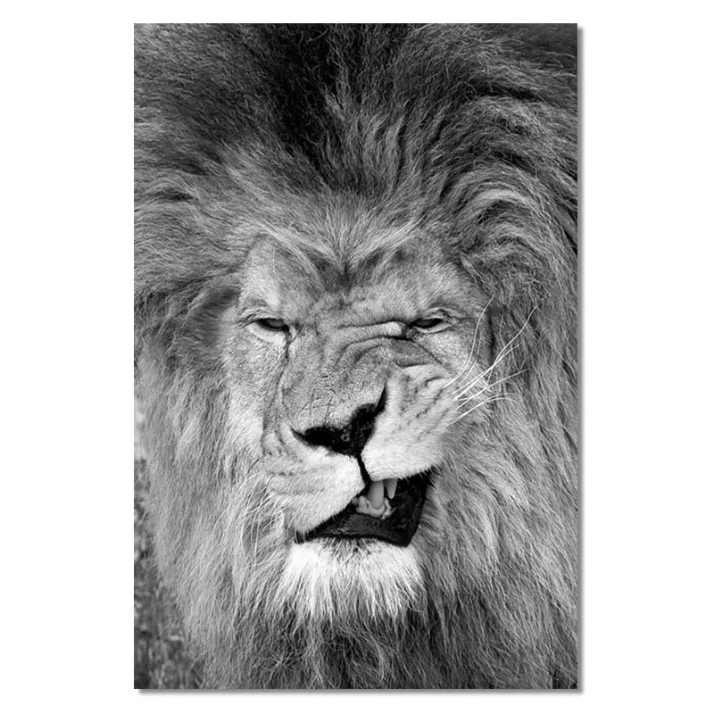 CORX Designs - Black And White Funny lion Wall Art Canvas - Review