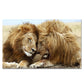 CORX Designs - Lion and Lioness Canvas Art - Review