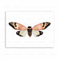 CORX Designs - Watercolor Beetle Bug Butterfly Dragonfly Canvas Art - Review