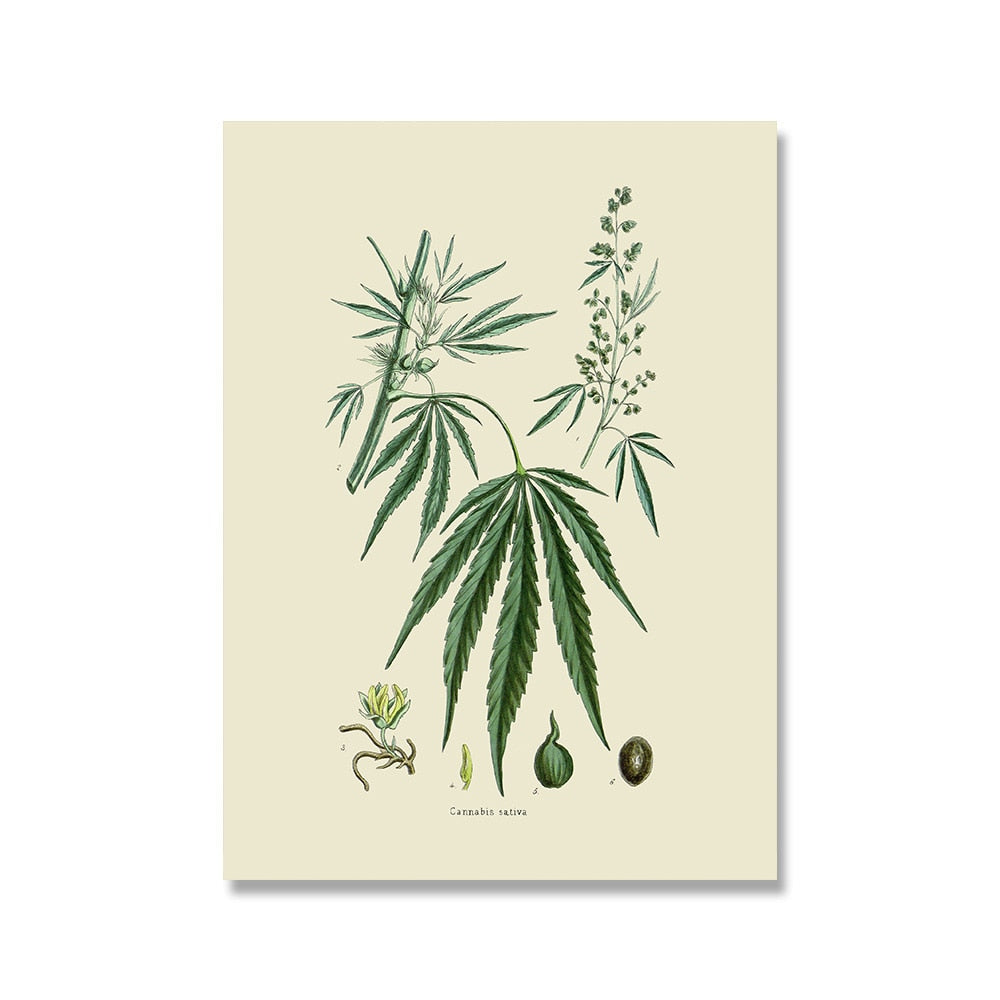 CORX Designs - Herb Weed Botanical Vintage Canvas Art - Review