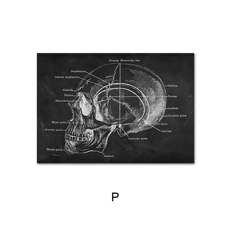 CORX Designs - Human Anatomy Black Canvas Art - Review