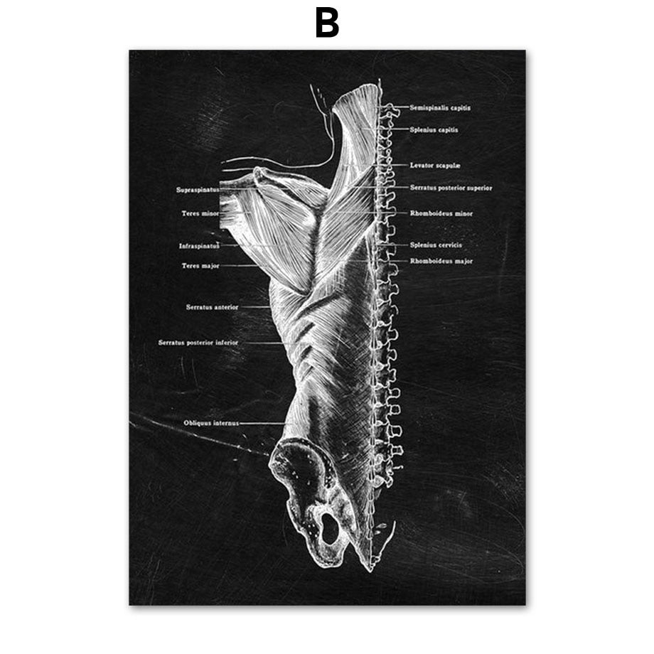 CORX Designs - Human Anatomy Black Canvas Art - Review