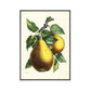 CORX Designs - Lemon Vintage Botanical Canvas Art - Review