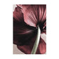 CORX Designs - Red Flower Peony Rose Canvas Art - Review