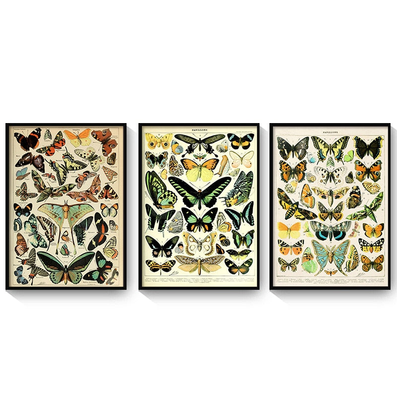 CORX Designs - Vintage Butterfly Canvas Art - Review