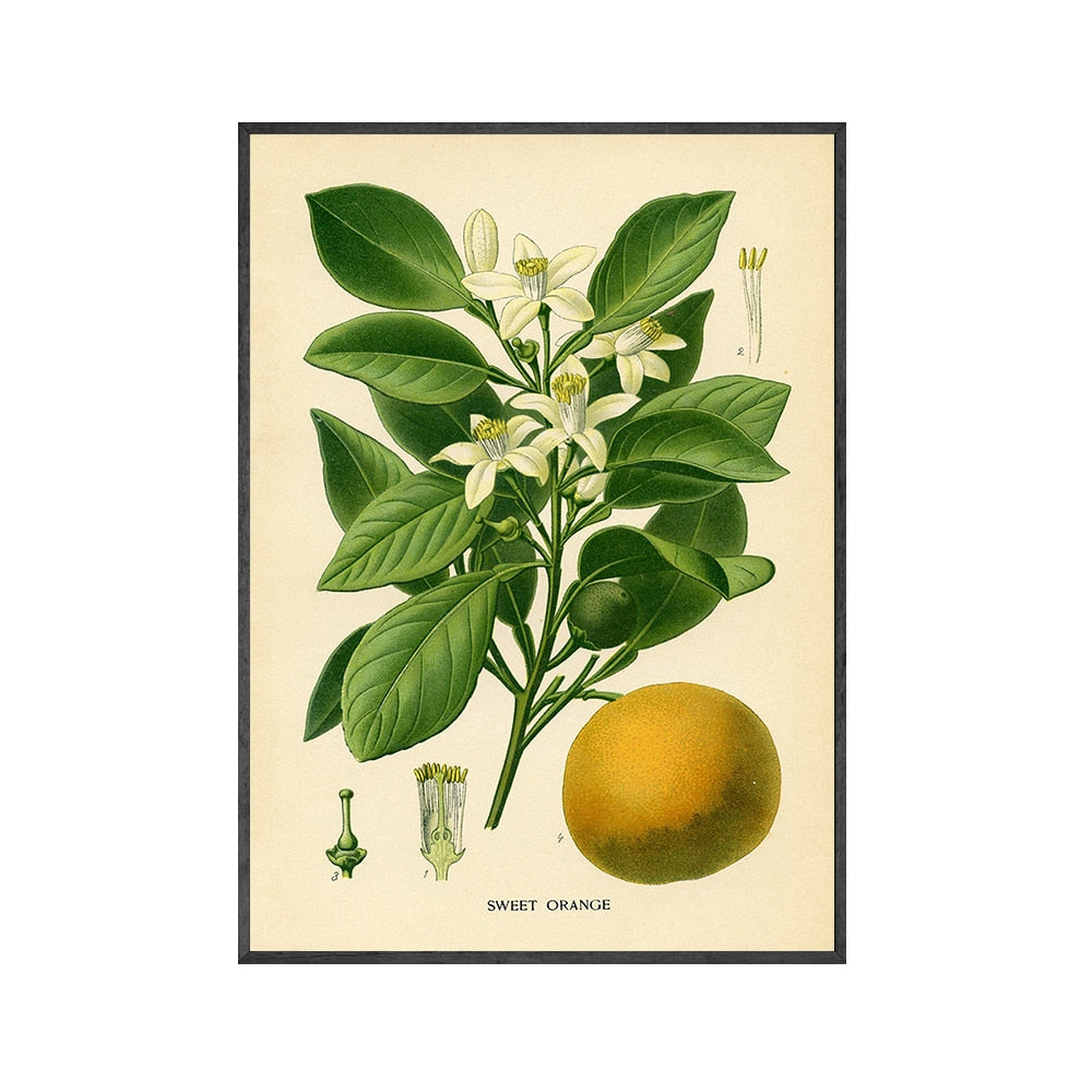 CORX Designs - Lemon Vintage Botanical Canvas Art - Review