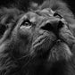 CORX Designs - Fierce Lion Canvas Art - Review