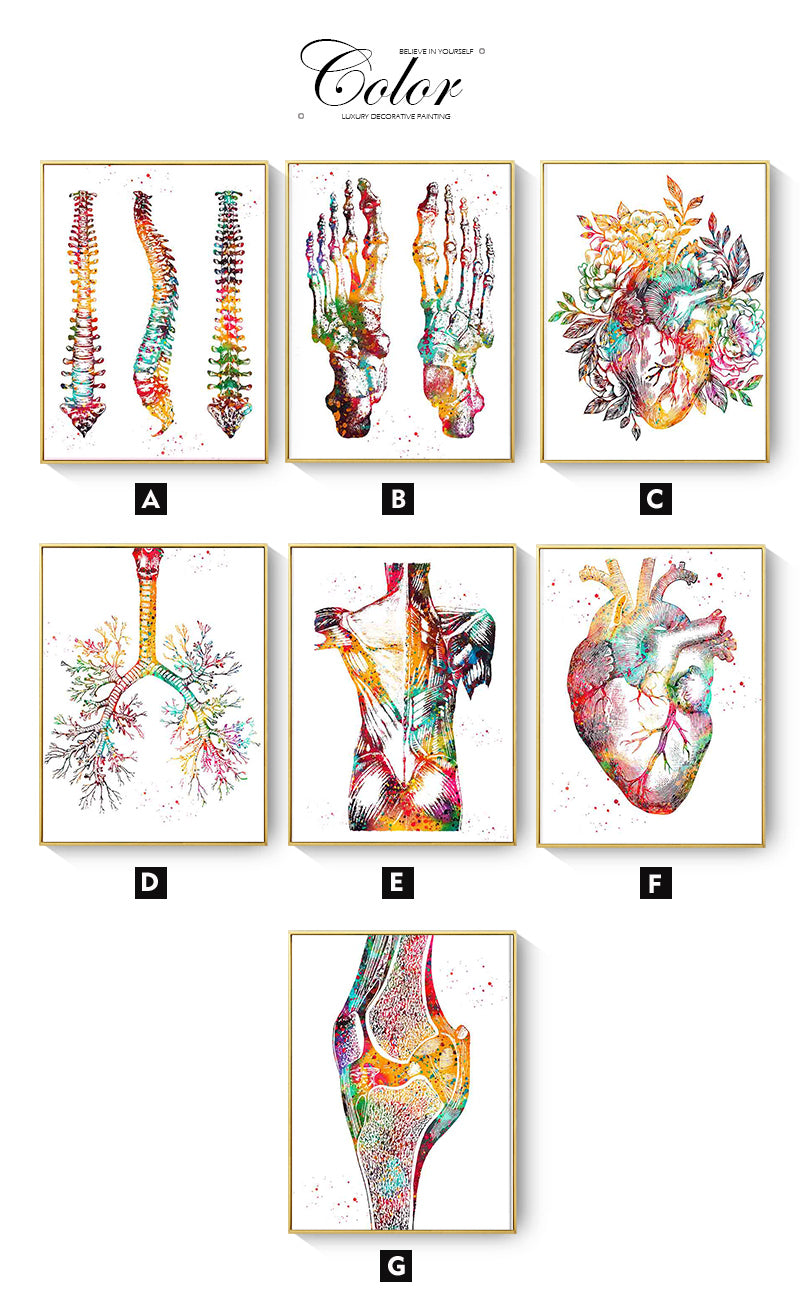 CORX Designs - Human Anatomy Muscles System Canvas Art - Review