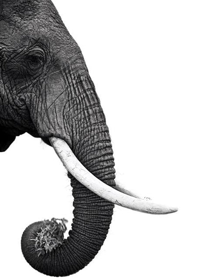 CORX Designs - Black and White Elephant Head Canvas Art - Review