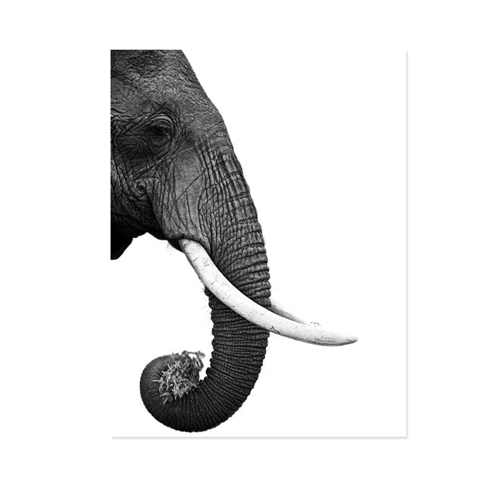 CORX Designs - Black and White Elephant Head Canvas Art - Review