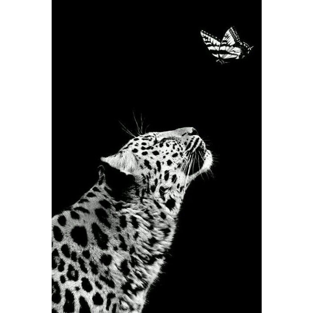 CORX Designs - Black and White Tiger Antelope Horse Giraffe Butterfly Canvas Art - Review