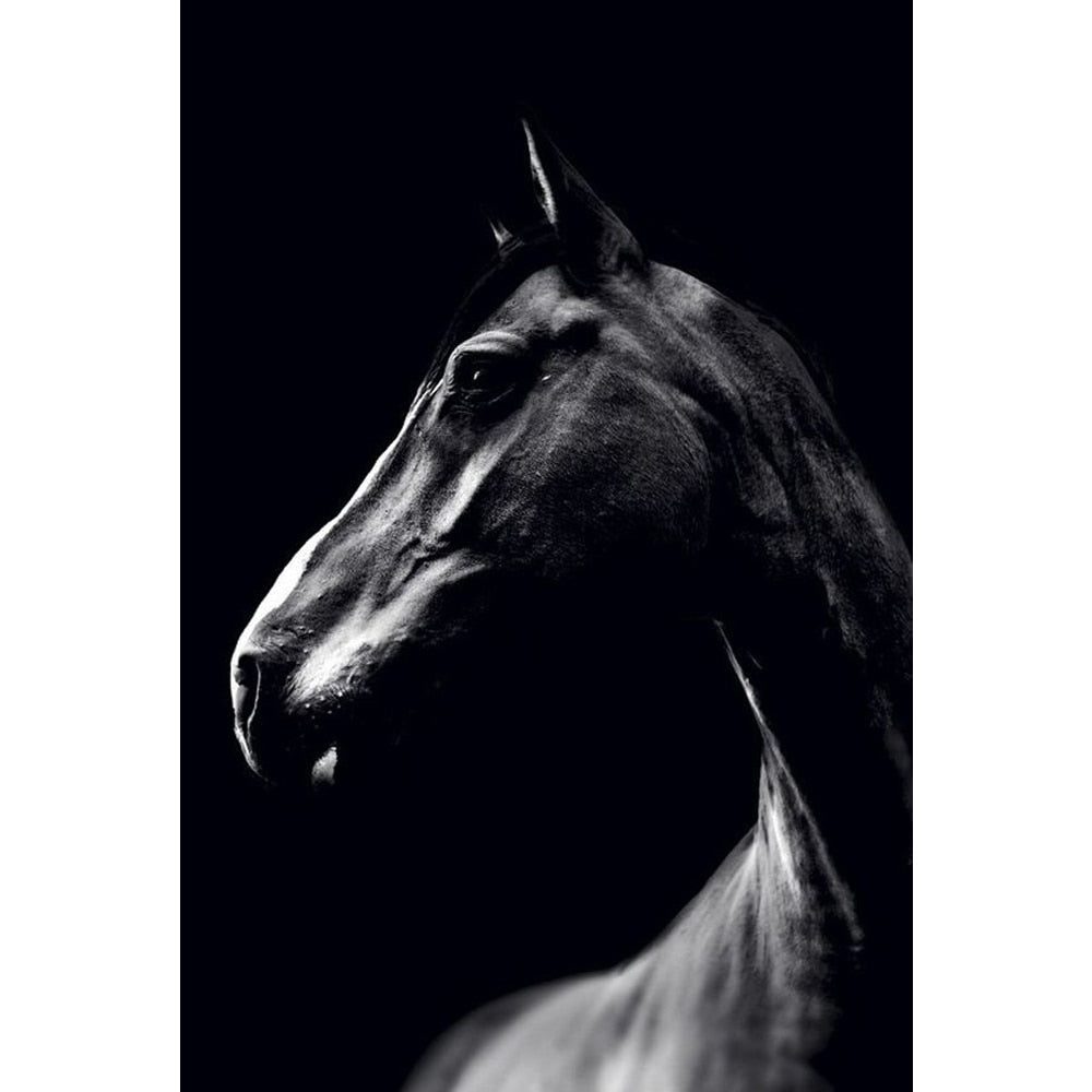 CORX Designs - Black and White Tiger Antelope Horse Giraffe Butterfly Canvas Art - Review