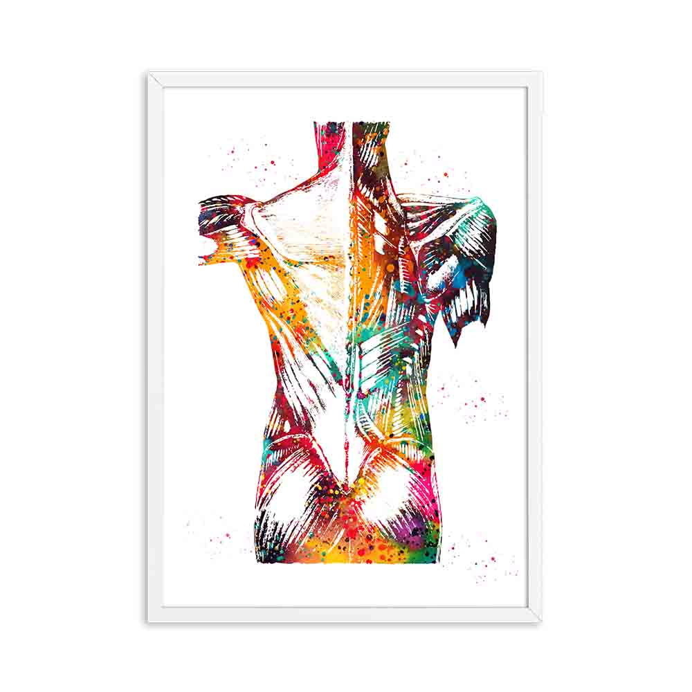 CORX Designs - Human Anatomy Muscles System Canvas Art - Review