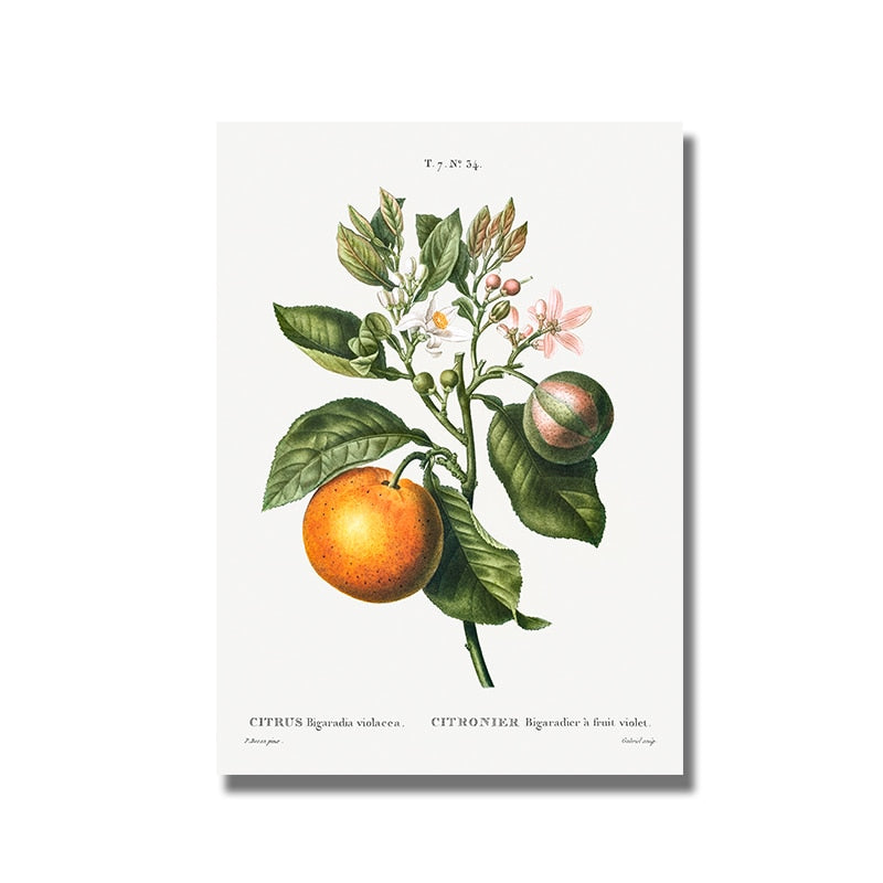 CORX Designs - Fruit Pomegranate Cherry Grape Pear Canvas Art - Review