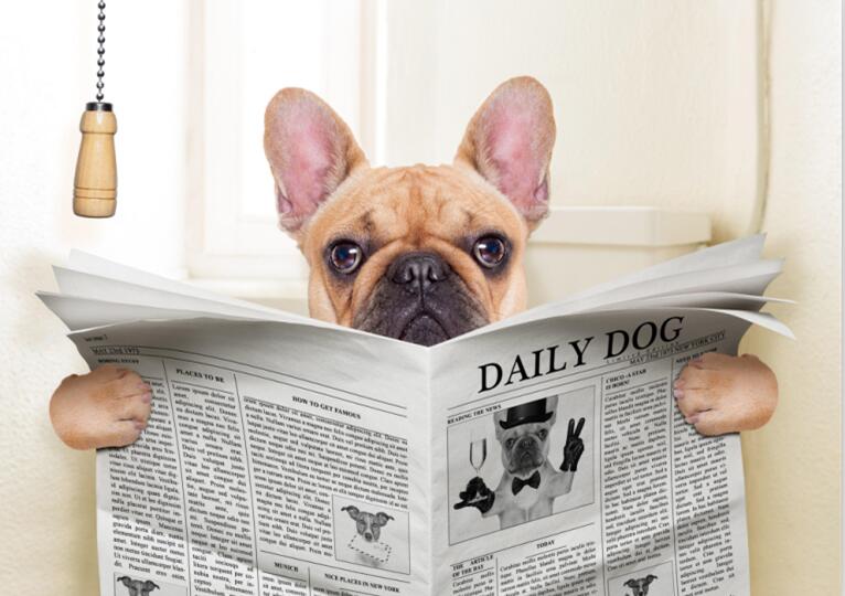 CORX Designs - Dog Reading Newspaper Canvas Art - Review