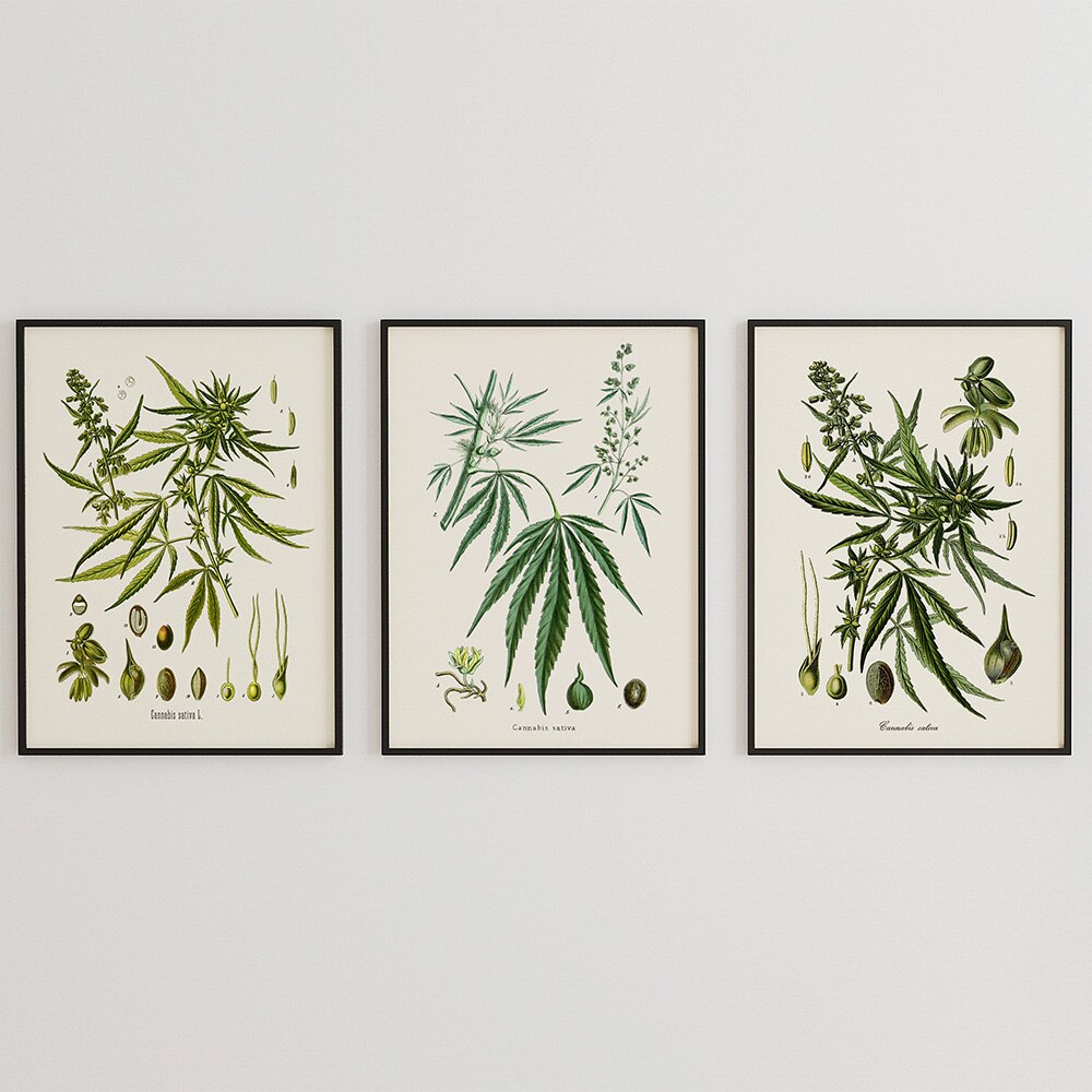 CORX Designs - Herb Weed Botanical Vintage Canvas Art - Review