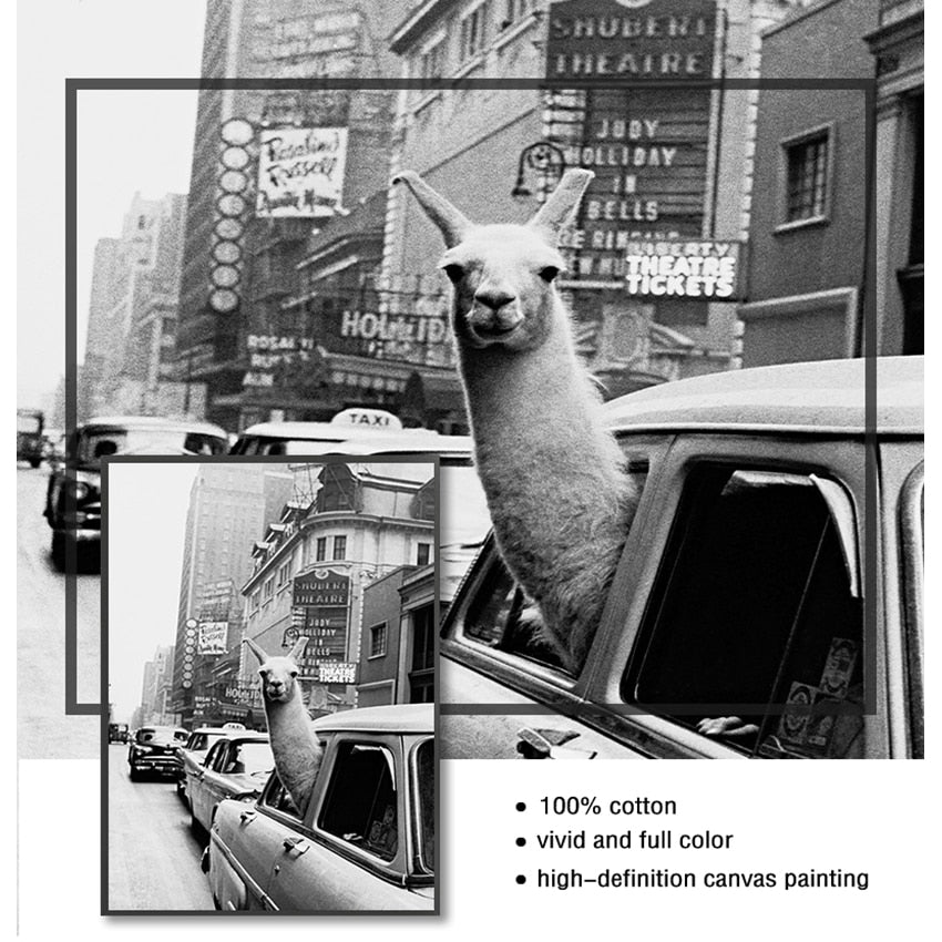 CORX Designs - Black and White Alpaca in the Car Canvas Art - Review