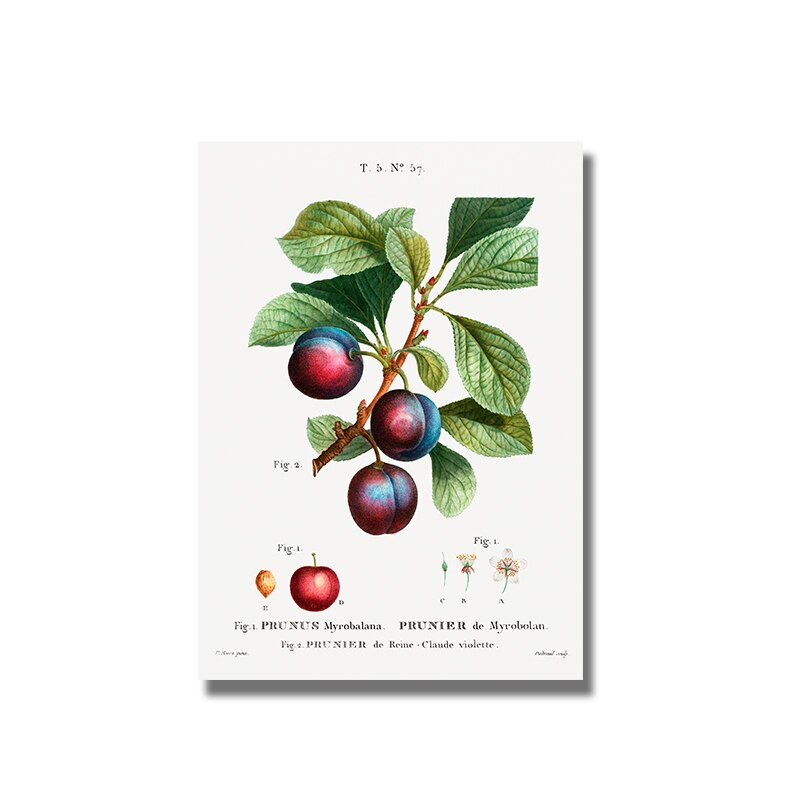 CORX Designs - Fruit Pomegranate Cherry Grape Pear Canvas Art - Review