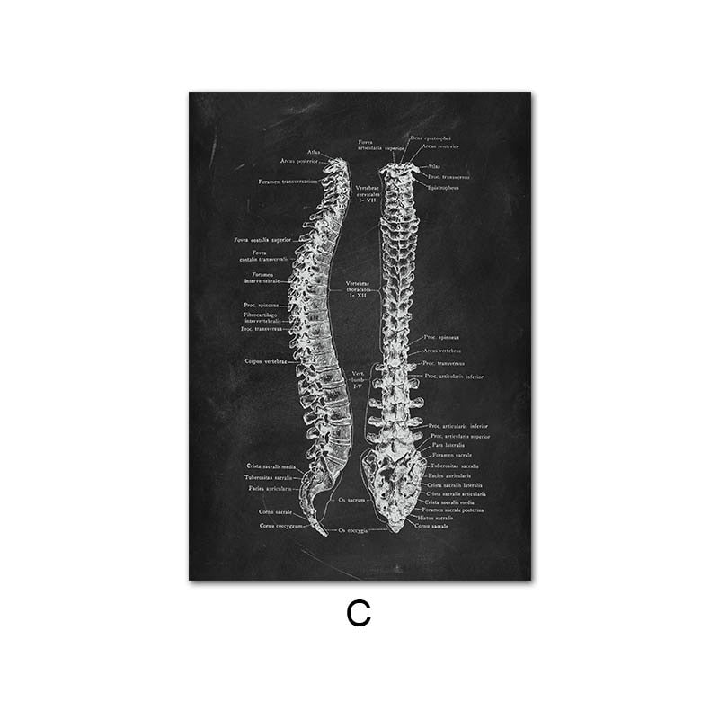 CORX Designs - Human Anatomy Black Canvas Art - Review