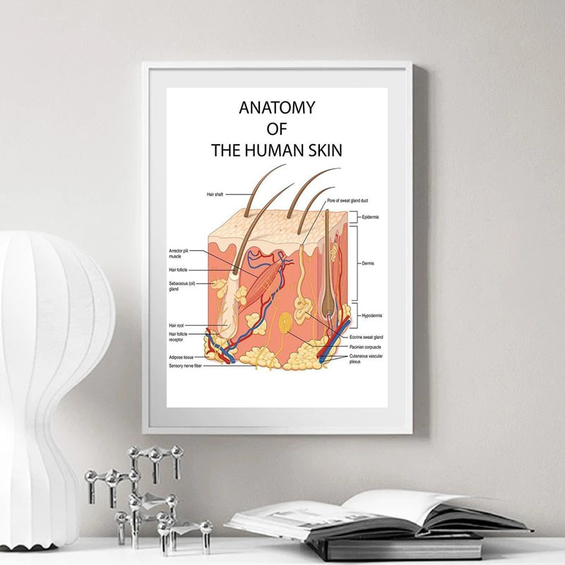 CORX Designs - The Human Skin Anatomy Medical Canvas Art - Review