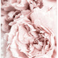 CORX Designs - Blooming Pink Flower Canvas Art - Review