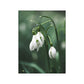 CORX Designs - White Tulip Monstera Plant Canvas Art - Review