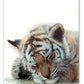CORX Designs - Cute Sleeping Animal Canvas Art - Review