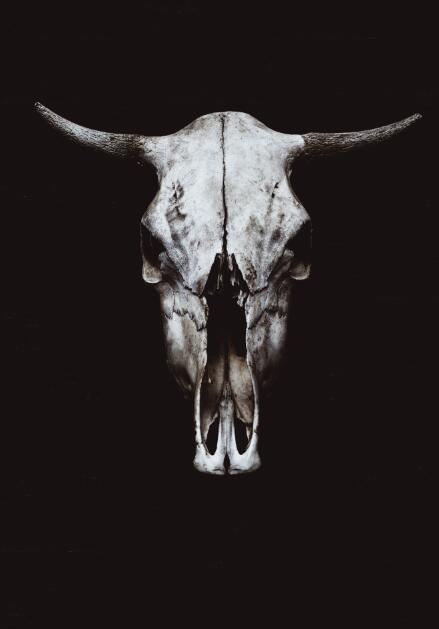 CORX Designs - Nordic Black White Cow Skull Canvas Art - Review