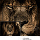 CORX Designs - Fierce Lion 5 Panel Canvas Art - Review