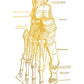 CORX Designs - Gold Human Anatomy Canvas Art - Review