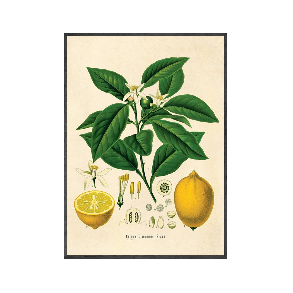 CORX Designs - Lemon Vintage Botanical Canvas Art - Review